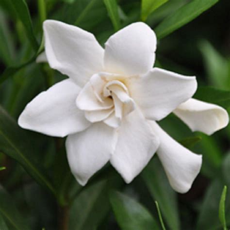 gardenia home depot|frost proof gardenia home depot.